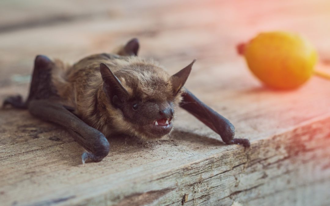 Bats Control