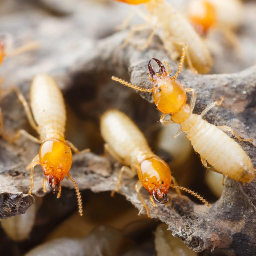 Termite Control