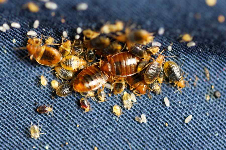 Bedbug Control