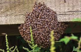 Bees Control