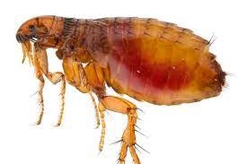 Flea Control