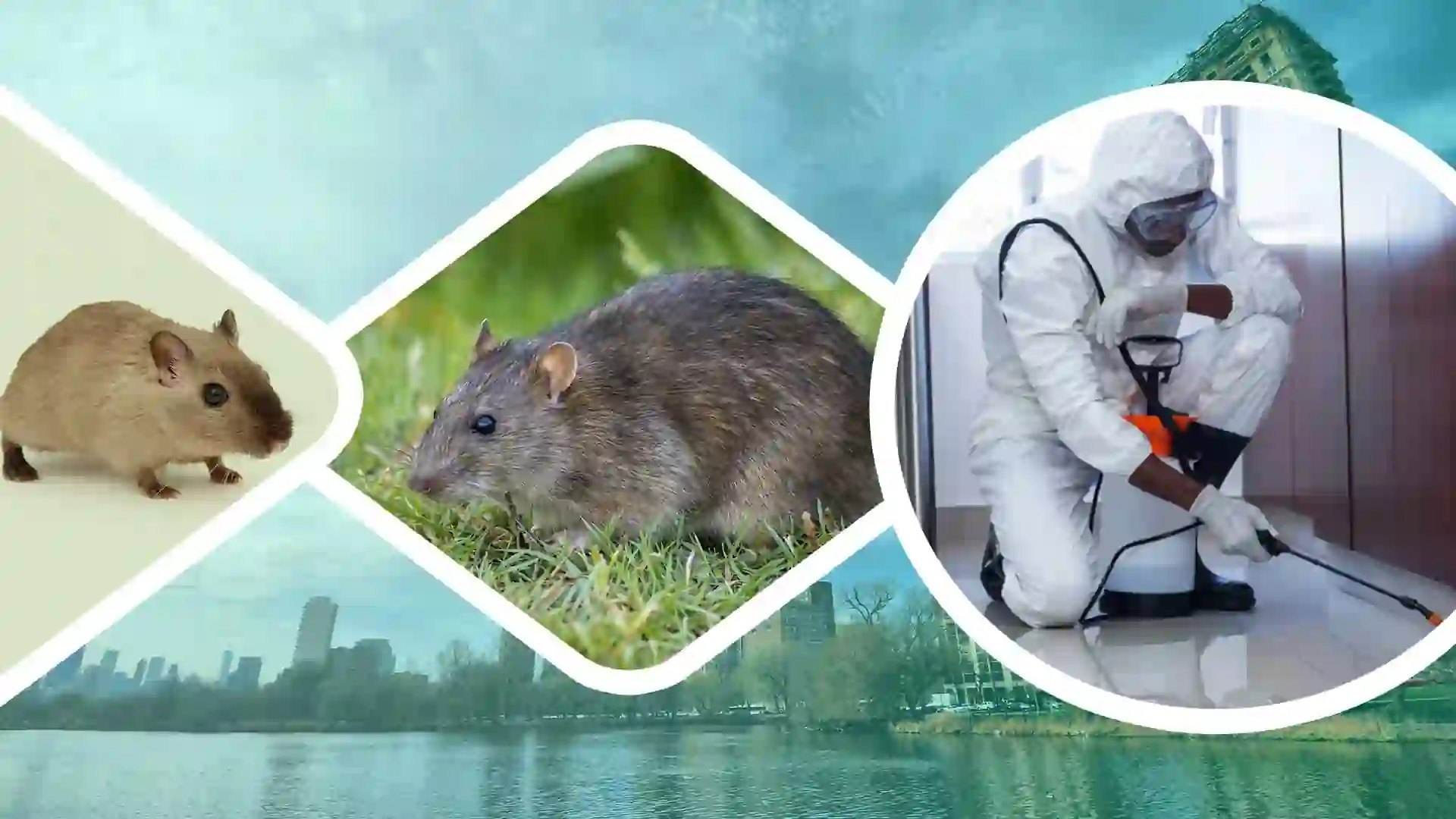 Rat & Rodent Control